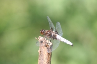 Blue chaser dragonfly